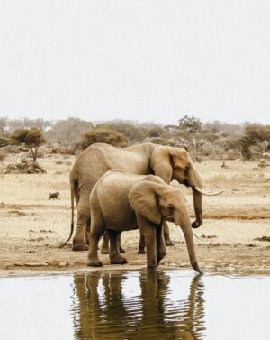 Two elephants standing side by side next to a body of water
